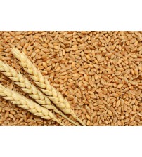 आजित गहू / Ajit Wheat (ZBNF - Natural - Not Organic)